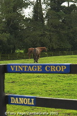 Vintage Crop and Danoli, two champion horses of The National Stud 