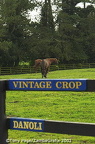 Vintage Crop and Danoli, two champion horses of The National Stud