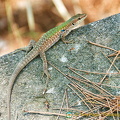 A lizard enjoying the sun