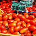 Beautiful pomodori toscano in Cortona