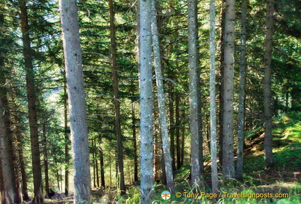 Fir trees along the Passo Valparola