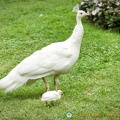 A peahen with her little chick (3380 visits) A peahen with her little chick
