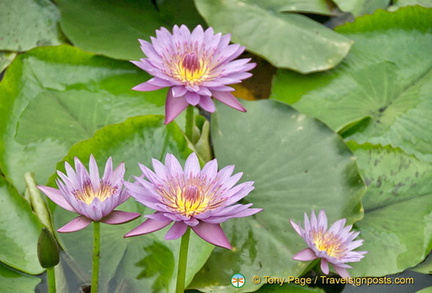 Isola Bella Garden water lilies