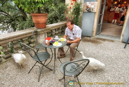 Peacocks looking for food