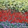 Colourful flowers on Isola Madre 