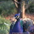 Isola Madre's beautiful birds