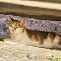 The cat and its shelter