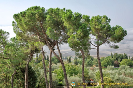 Val d'Orcia greenery