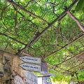 These vines provide welcomed shade from the sun