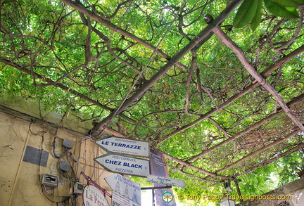 These vines provide welcomed shade from the sun