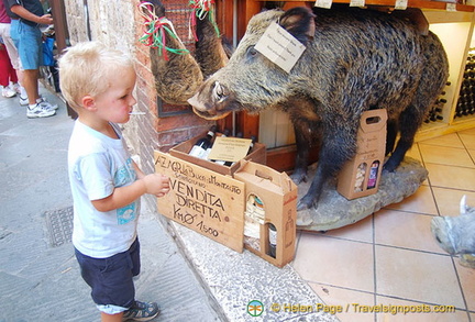 Fascinated by the wild boars