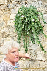 Gale was fascinated by the capers plant