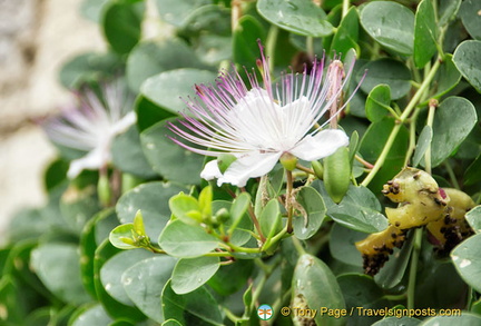 Beautiful caper flowers