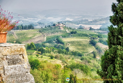 San Gimignano vineyards and countryside