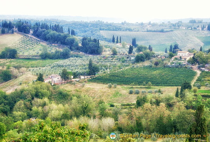 San Gimignano vineyards and countryside