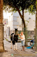 Grooming his beautiful horse