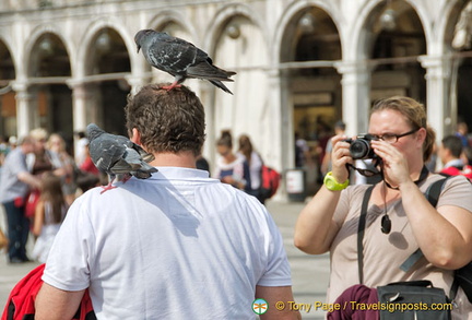 A pigeon act