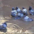 Kracow - Poland (1728 visits) Birds cooling off Kracow - Poland