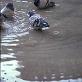 Kracow - Poland (1654 visits) Birds having a bit of fun Kracow - Poland
