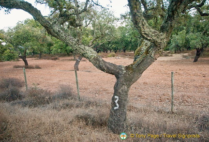 Almendres cromlech