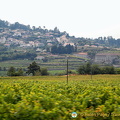 Douro valley, Portugal (1498 visits) Douro valley, Portugal