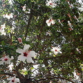 Castelo Sao Jorge - Lisbon (3394 visite) Hibiscus trees Castelo Sao Jorge - Lisbon