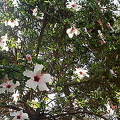 portugal 036 (740 besök) portugal 036