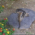 portugal 037 (707 besök) portugal 037