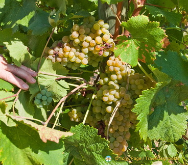 Quinta da Lixa winery, Douro, Portugal