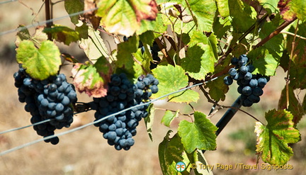 Quinta da Lixa winery, Douro, Portugal