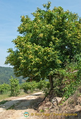 Quinta da Lixa winery, Douro, Portugal