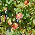 Quinta da Lixa winery, Douro, Portugal (1038访问量) Quinta da Lixa winery, Douro, Portugal
