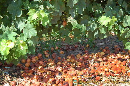 Quinta da Lixa winery, Douro, Portugal