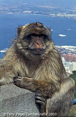 If Gibraltar's apes ever leave the Rock, so, it is said, will the British...