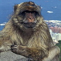 If Gibraltar's apes ever leave the Rock, so, it is said, will the British... (1469 visits) If Gibraltar's apes ever leave the Rock, so, it is said, will the British... If Gibraltar's apes ever leave the Rock, so, it is said, will the British...