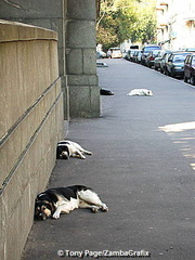 Moscow's other very tired residents