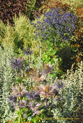 There are hundreds of plant varieties in the Castle of Mey Gardens