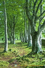 Wooden area and prehistoric stones