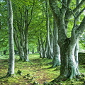 Wooden area and prehistoric stones