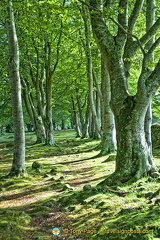 Prehistoric stones in the wooded area