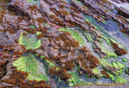 John-O-Groats-Flora AJP7056