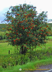 Nice red flowers on this tree