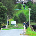 Checking out the Laggan cattle