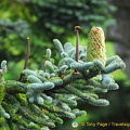 A pretty pine cone