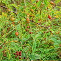 Berries and rose hip around the loch