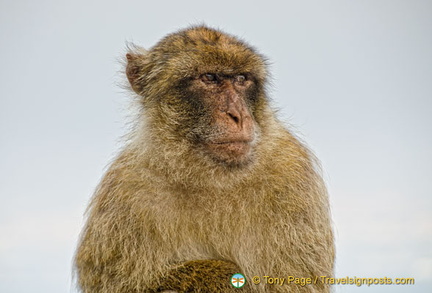 The Barbary ape is very much a part of the tourist attraction in Gibraltar