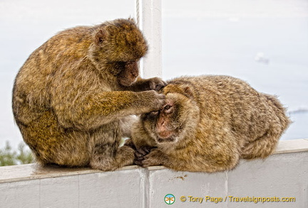 These apes spend about 20% of the day grooming each other