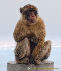 This guy's keeping watch over the tourists