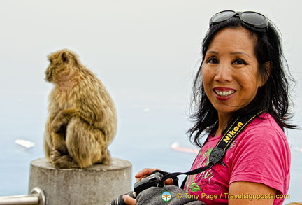 The famous Gibraltar apes 