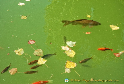 Palacio del Partal: Closeup of fish in the Partal Palace pool